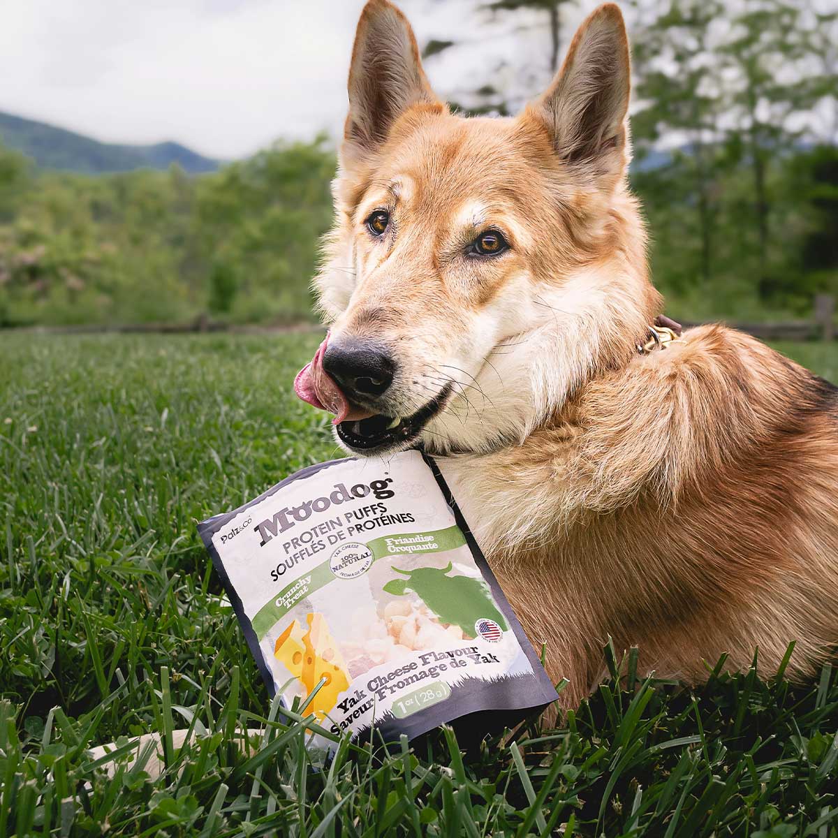 Dog Food Supplement