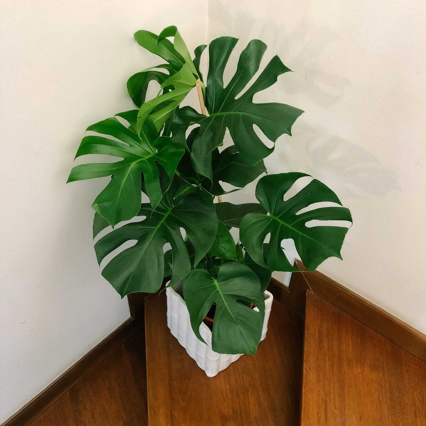 Monstera deliciosa