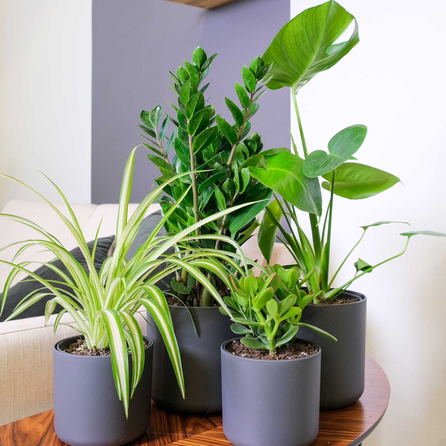 Monstera deliciosa